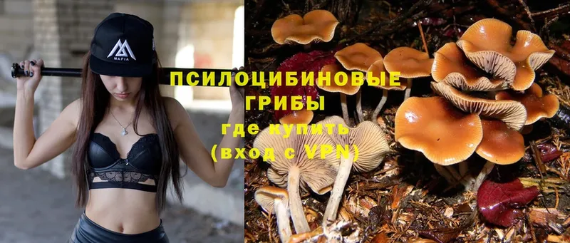 хочу   Белинский  Галлюциногенные грибы Psilocybe 